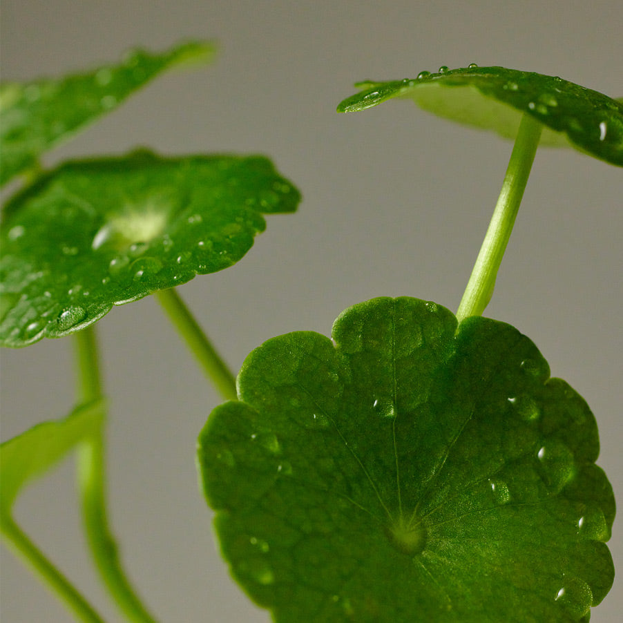 PURITO SEOUL Wonder Releaf Centella Eye Cream